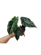 Alocasia Chantrieri